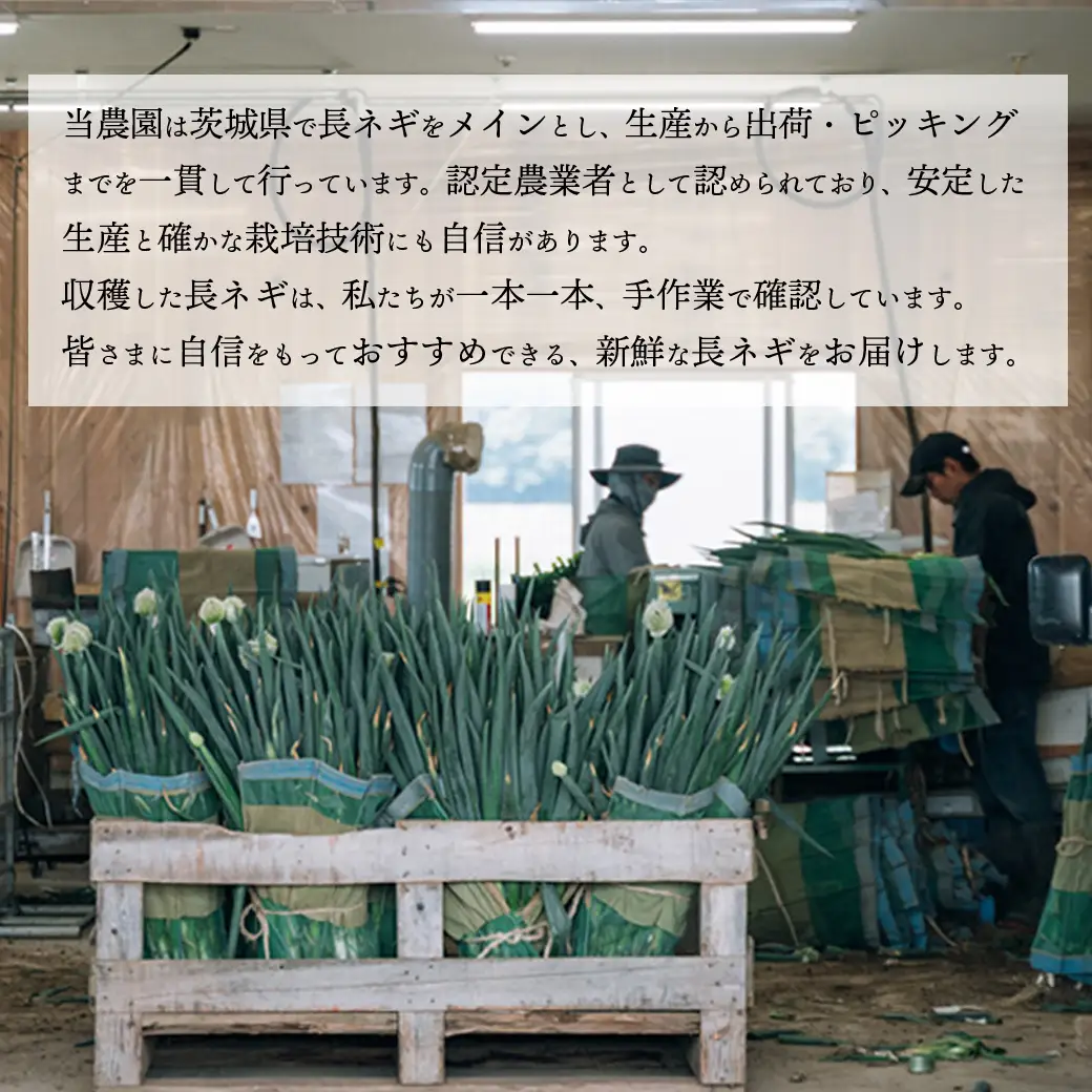 長ネギ 2L 約5kg 約24-30本 スピード発送 農家直送
