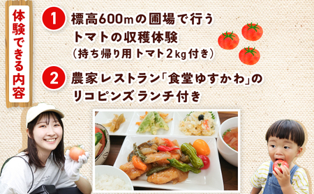 ＜桃太郎トマトの収穫体験（食堂ゆすかわのランチ付き）＞トマト収穫 体験 収穫 利用券 チケット 1名 1人 ランチ付き 桃太郎トマト トマト 持ち帰り 特産品 遊子川ザ・リコピンズ 愛媛県 西予市『1か月以内にチケット発送予定』SYR0008
