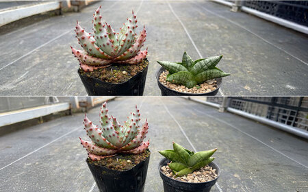 サンセベリア ボンセレンシスドワーフ ＆ アロエ マルロシー 各1株 sansevieria boncellensis dwarf ＆ Gymnocalycium mihanovichii長与町/アグリューム[EAI243]