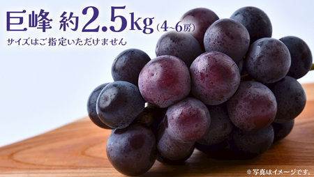 巨峰 2.5kg (4～6房)【2026年8月下旬発送開始】(茨城県共通返礼品：大子町)
