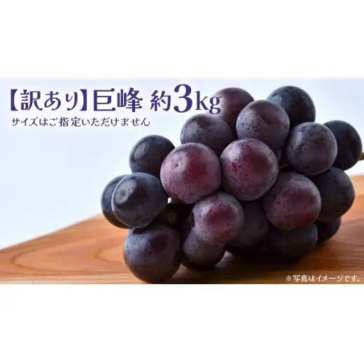 【 訳あり 】 巨峰 3kg 【2026年9月発送開始】(茨城県共通返礼品：大子町)