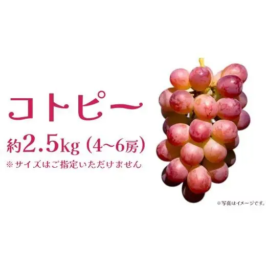 コトピー 2.5kg 【2026年8月下旬発送開始 】 (茨城県共通返礼品：大子町)