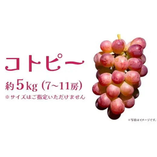 コトピー 5kg 【2026年8月下旬発送開始 】 (茨城県共通返礼品：大子町)