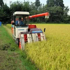 【令和7年産】阿賀野市産「新之助」5kg（5kg×1袋） 安田興和農事 白米 精米 生産者直送 新潟県 米 こめ コメ 1W10016