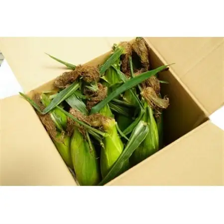 【朝採り即出荷】八ヶ岳産グラビスとうもろこし 約4kg (11本前後)【配送不可地域：離島・北海道・沖縄県・中国・四国・九州】【1645897】