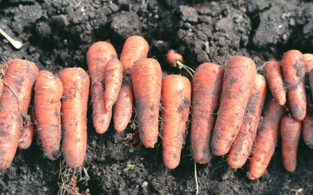 完熟 冬にんじんジュース 720ml×2本（計1400ml） 【2026年2月上旬～8月下旬迄発送予定】 人参 にんじん ニンジン ジュース 飲料 野菜飲料 野菜ジュース 飲み物 果汁飲料 常温 高知県 香美市