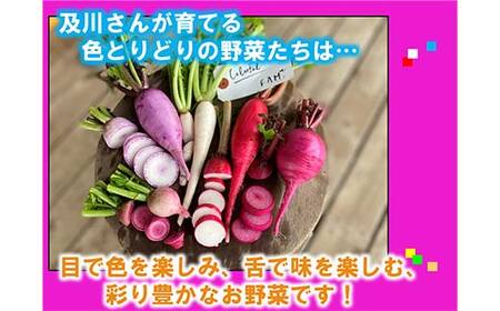 三陸山田産 カラフル 野菜 【2026年5月中旬～発送】 60サイズ ニンジン ピーマン トマト かぼちゃ じゃがいも ほうれん草 白菜 ニンニク 春菊 さつまいも 詰合せ お弁当 食卓 おかず 新鮮野菜 岩手県 三陸山田 山田町 山田産野菜  YD-1017
