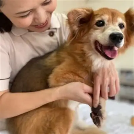 女性獣医師が犬と飼い主のために作ったナチュラルマルチバーム for Dog【1186363】