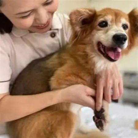 女性獣医師が犬と飼い主のために作ったナチュラルマルチバーム for Dog 2個(1個15ml)【1186364】