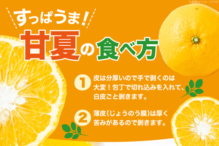 【期間限定発送】 みかん 甘夏 約3kg 6個前後 [ひらど新鮮市場 長崎県 平戸市 hr42bgy400228]