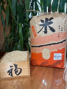 【令和7年産】【300年のお米】特別栽培米（栽培期間中農薬不使用）茨城県産コシヒカリ 玄米 10kg お中元 お歳暮 内祝い 快気祝い