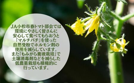 春トマト  40玉～48玉（約8kg）小松産 野菜 春とまと | 石川県 小松市【JAあぐり】