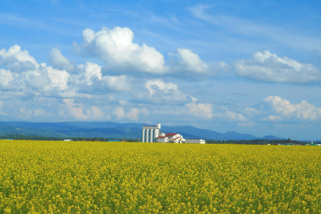 とり 大雪焼 親鶏 プレーン 70g×6袋 [ゴトウくんせい 北海道 剣淵町 14656356]