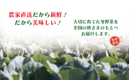 【 3回定期便 早期受付 数量限定 】アグリユウベの冬野菜セット (小) とれたて 新鮮 農家直送 国産 野菜 野菜便 やさい 野菜 冬野菜 国産 旬 高知県 四万十市 四万十 しまんと【配送月：2026年12月・2027年1月・2月】26-0029
