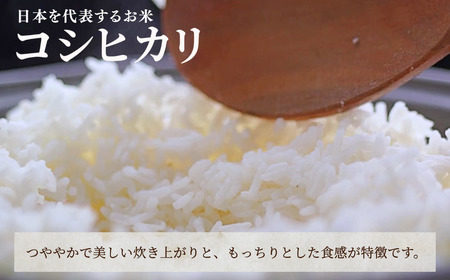 【先行予約】令和8年産  定期便 石川県産コシヒカリ 精米 計20㎏(5㎏×4袋)×3回便 お米 白米 こしひかり｜石川県 小松市 【坂下農産】