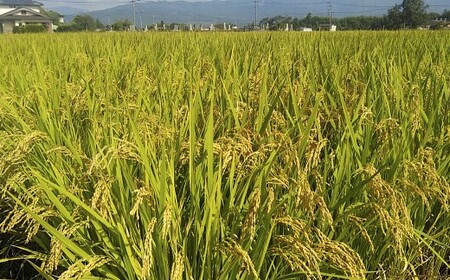 令和7年産 「 くまさんの輝き 」10kg 精米 コメ 米 お米 熊本県産 ごはん 白米 国産 九州 熊本県 あさぎり町 【2026年5月下旬迄発送予定】