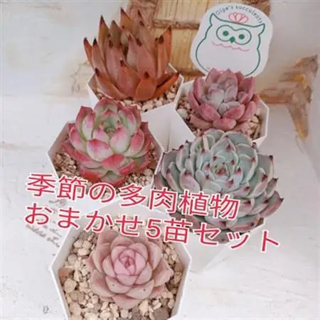 季節のおまかせ多肉植物5苗セット【1394676】