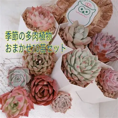 季節のおまかせ多肉植物10苗セット【1394679】