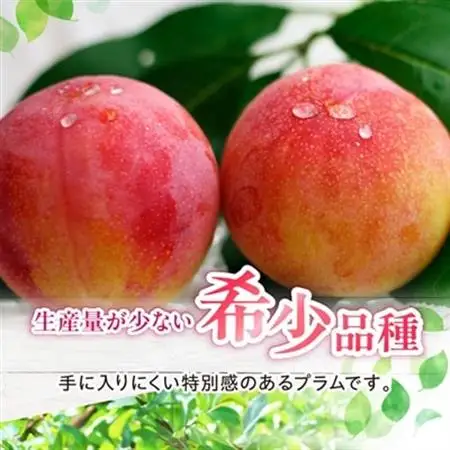 山梨県オリジナル品種の完熟すもも「サマーエンジェル」舌の上でとろけるなめらかな果肉【配送不可地域：離島・沖縄県】【1203987】