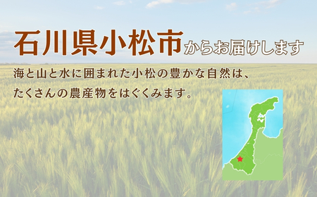 こまつむぎ茶 3袋×(10g×36袋) お茶 麦茶 ノンカフェイン | 石川県 小松市 JAあぐり