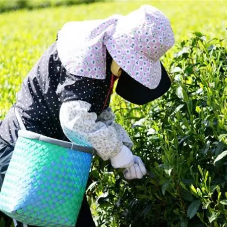 まるわ茶園 特上煎茶 かえで 5パックセット【配送不可地域：離島】【1296114】