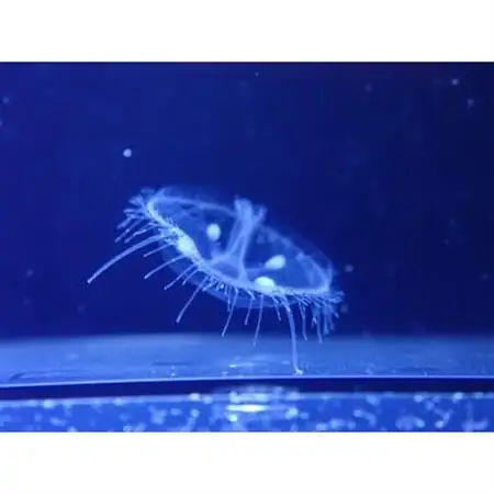 森の中の水族館。年間パスポートとオリジナルグッズ【配送不可地域：離島】【1308751】
