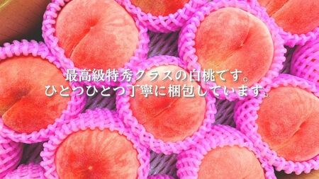 【贈答用】 田子町産白桃 約5kg（12～16玉） 8月出荷