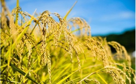 令和７年産 南小国町産のお米あきげしき １０kg 南小国産 精米 玄米 米 白米 お米 ご飯 産地直送 SMO南小国 熊本 阿蘇 南小国町 送料無料