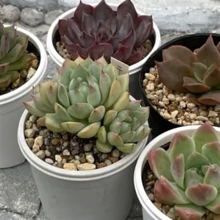 種類はおまかせ!多肉植物の苗セット(5種類アソート)【配送不可地域：離島】【1713107】