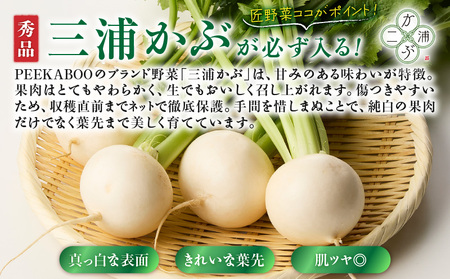 三浦の匠野菜 M127-001 野菜 季節の野菜 三浦かぶ