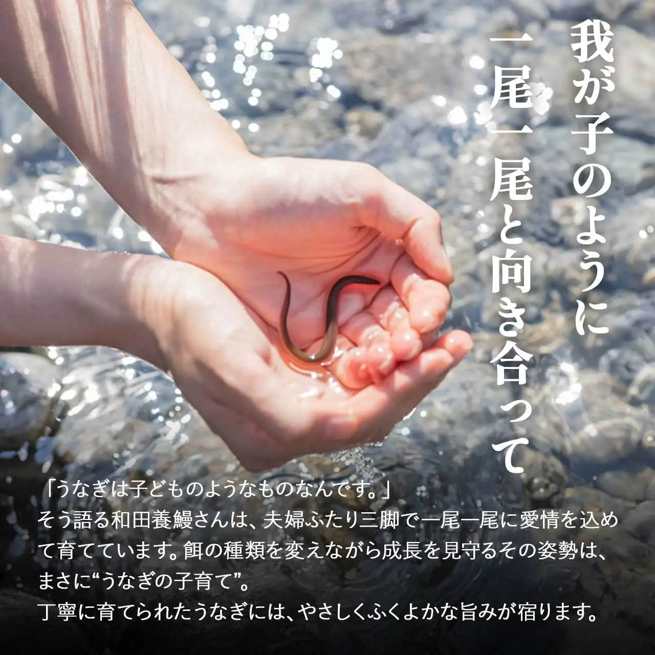 ふるさと納税限定　鹿児島県大崎町産 国産 うなぎ長蒲焼 3尾 計480g以上 | 鰻 うなぎ蒲焼き うな重 ひつまぶし ウナギ 蒲焼 人気 おすすめ 鹿児島 大隅半島 DU002　