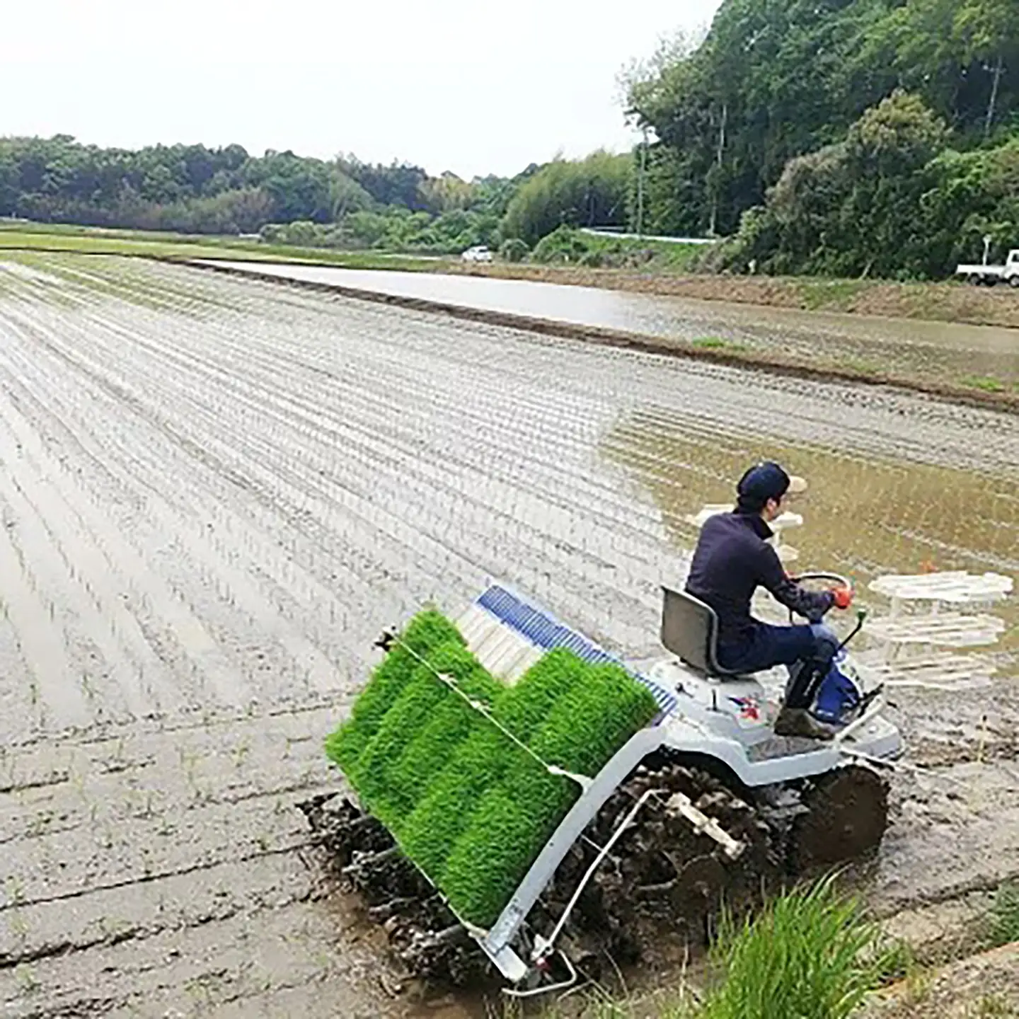 【定期便】令和7年産 市左衛門農場コシヒカリ10kg×6回 こしひかり