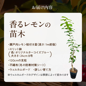 香るレモンの苗木_ 香る レモン 苗木 瀬戸内レモン 国産 枝付き 苗 高さ 1m 前後 果樹 樹木 育てやすい ガーデニング 観葉植物 ベランダ栽培 鉢植え 家庭栽培 インテリア 結婚祝い 出産祝い 記念樹 スリット鉢 8号 支柱 ウェルカムボード お取り寄せ 福岡県 久留米市 送料無料  〔Hf043〕