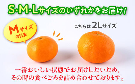 【先行予約】 旨み凝縮！ 飛龍台木 白川 温州 みかん S～Lサイズ 約5kg 山鹿市産　【小春農園】[ZBN009]