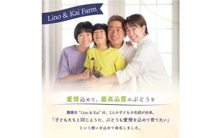 【2026年先行予約】 【訳あり】 Lino＆Kai Farmのシャインマスカット 3房前後(2kg前後）化粧箱入 【linokai013-01】