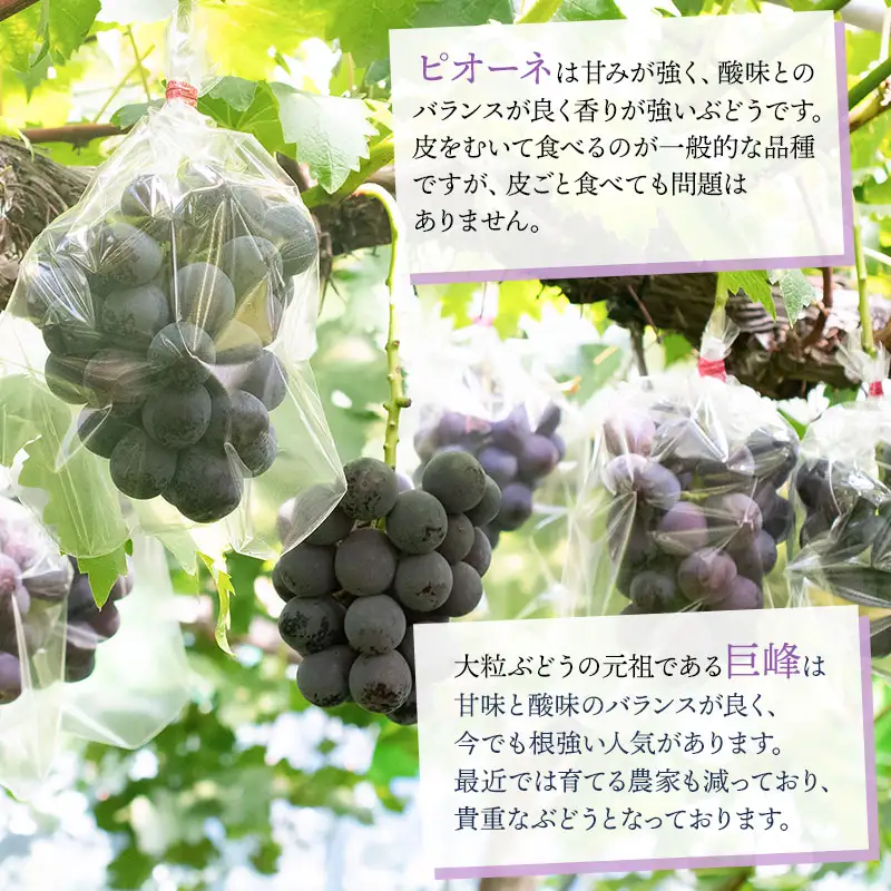 【令和8年産先行予約】 ぶどう詰め合わせ 2房 (シャインマスカットと黒系品種 各1房)　山形県鶴岡市 重ちゃん農園