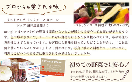 【4回定期便】季節の旬野菜 おまかせ10種セット【配送不可地域あり】 野菜