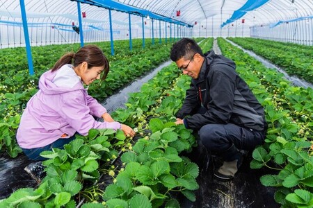 【先行予約受付中】【2026年12月以降順次発送】特別栽培特選あまおう400g【うるう農園】_HA1969