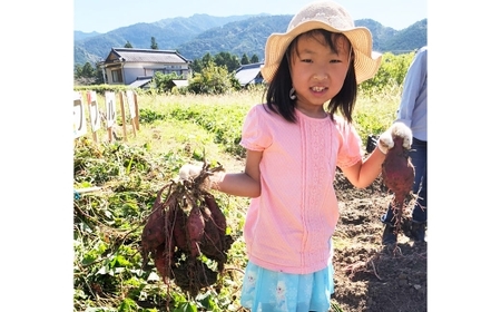 さつまいもおまかせセット 約2.5kg （ 紅はるか、 安納芋、 紫芋 ） 野菜 やさい さつまいも さつま芋 サツマイモ いも イモ 芋 セット