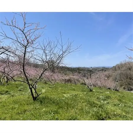 【2026年先行予約】8月上旬頃より発送予定・岡山県産の黄色い桃・黄金桃(3個入り)【配送不可地域：離島】【1713756】