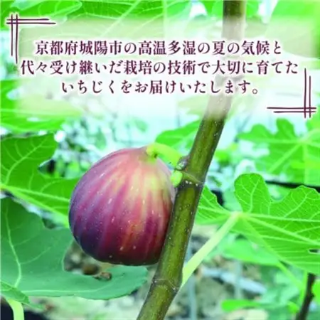 完熟いちじく 約1.7kg (12～32個目安) 5L～Mサイズ【配送不可地域：離島・北海道・沖縄県・東北】【1713246】
