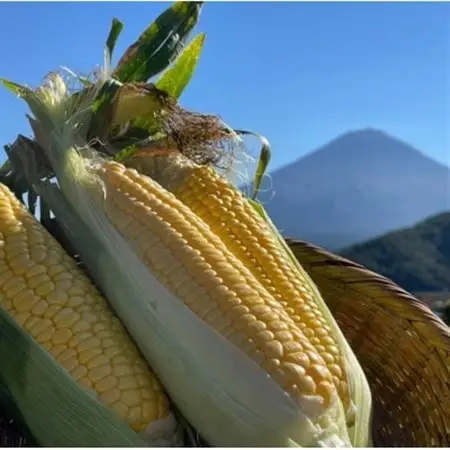【山梨県南部町産】品種おまかせ!!朝採りとうもろこし20本　※ご家庭用【配送不可地域：離島】【1714751】