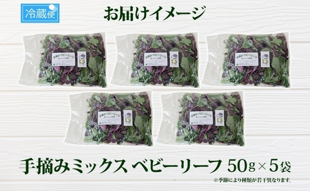 手摘み ミックスベビーリーフ 50g 5袋 ベビーリーフ 野菜 ヤサイ 旬の野菜 葉物野菜 生野菜 ハーブ 緑 彩り 柔らかい 手軽 サラダ サンドイッチ トッピング アクセント はーとふる農園 国産 冷蔵 送料無料 蓮田市 埼玉県