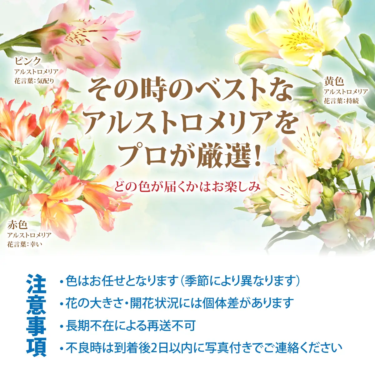 アルストロメリアの花束(30本) NABL001