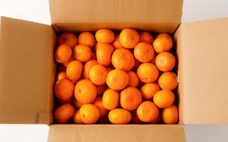 熊本県産みかん BUSAIKU MIKAN 7kg 【2026年10月上旬発送開始】 フルーツ 果物 くだもの みかん 蜜柑 柑橘