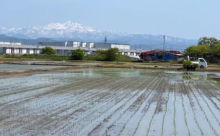 北本農場 こだわりのお米 令和7年産 石川県 にこまる米 白米5kg