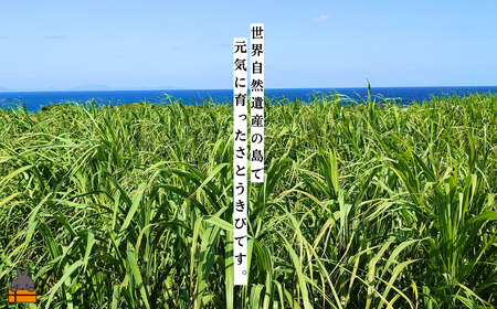～きゅらしま（美しい島）からお届け～きゅらしま黒砂糖粉（6袋） ( 砂糖 調味料 お料理 お菓子づくり さとうきび 世界自然遺産 徳之島 奄美 鹿児島 のんちゃんChi )