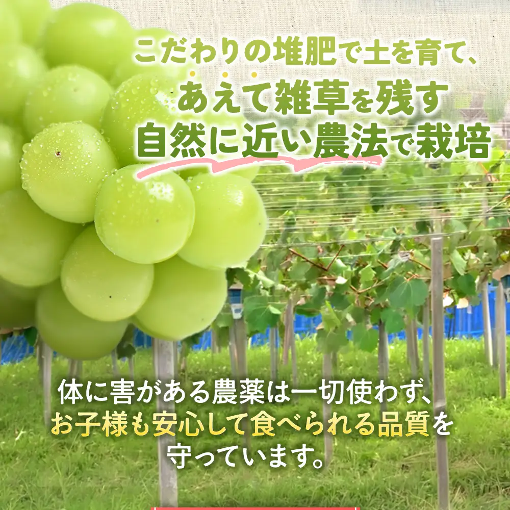 【2026年／令和8年発送】樹上完熟シャインマスカット（特別栽培）1.2㎏／2房