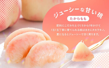 【数量限定/先行予約】≪定期便3回≫ 飛騨のたから桃 食べ比べ定期便4～8玉 糖度11度以上｜7月・8月・9月にお届け！ 桃 おまかせ 旬 果物 飛騨高山 厳選 産直 つむぎ果樹園 GH105