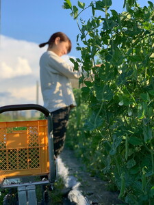 スナップエンドウ 1kg 京都 亀岡産 旬 春 野菜